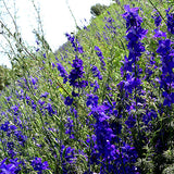 Delphinium-Consolida-Larkspur-Seeds