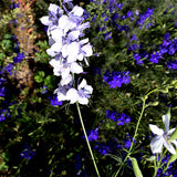 Delphinium-Consolida-Larkspur-Seeds