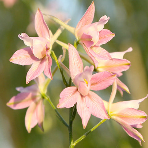 Delphinium-Consolida-Larkspur-Seeds