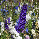 Delphinium-Grandiflorum-Consolida-Ajacis-Seeds