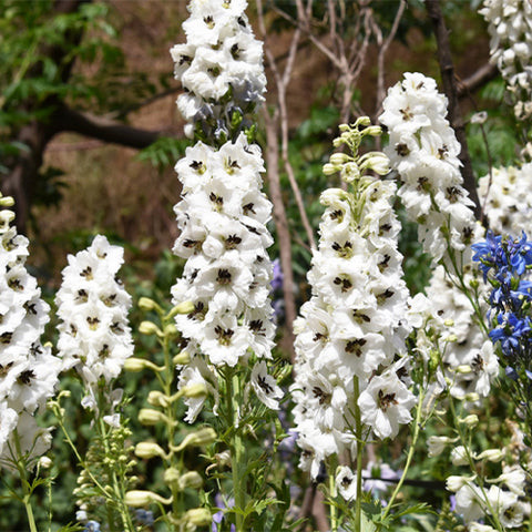Delphinium-Grandiflorum-Consolida-Ajacis-Seeds