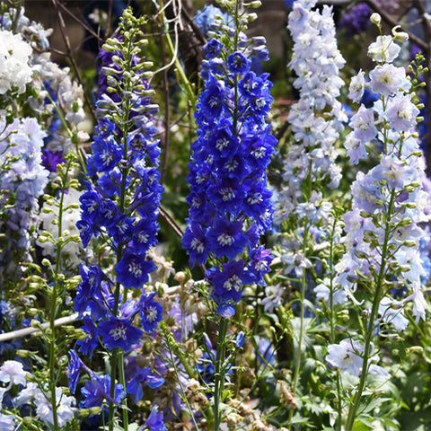 Delphinium-Grandiflorum-Consolida-Ajacis-Seeds