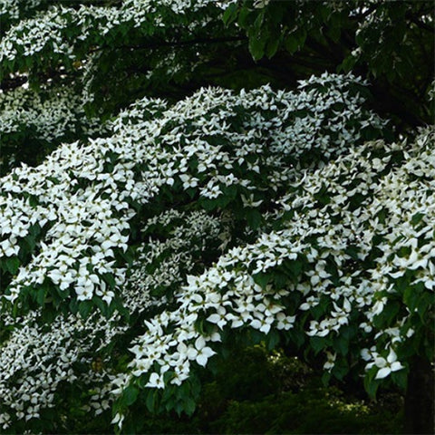 Dendrobenthamia japonica & Cornus kousa Seeds