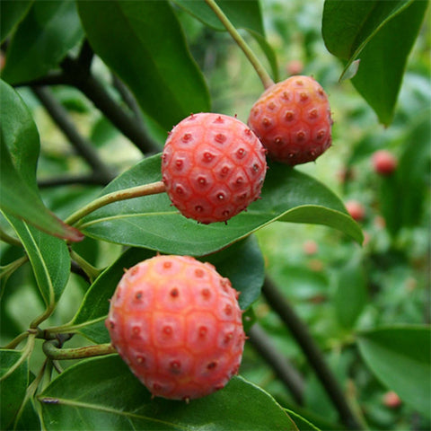 Dendrobenthamia japonica & Cornus kousa Seeds