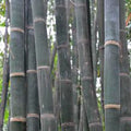 Dendrocalamus aspera & Diant bamboo Seeds