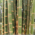 Dendrocalamus aspera & Diant bamboo Seeds