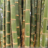 Dendrocalamus aspera & Diant bamboo Seeds