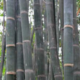 Dendrocalamus aspera & Diant bamboo Seeds