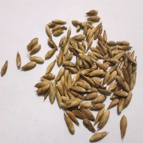 Dendrocalamus barbatus & Dragon Bamboo Seeds