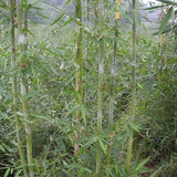 Dendrocalamus barbatus & Dragon Bamboo Seeds