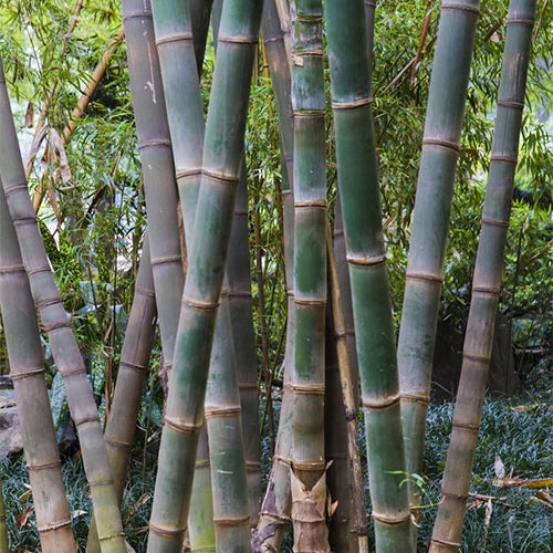giant bamboo seeds for planting Dendrocalamus Giganteus & Giant Bamboo Seeds – HeYou Seeds