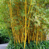 Dendrocalamus membranaceus & Yellow bamboo Seeds