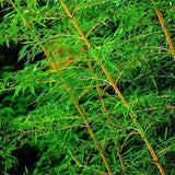 Dendrocalamus membranaceus & Yellow bamboo Seeds