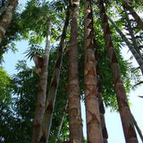 Dendrocalamus sinicus & Diant dragon bamboo Seeds