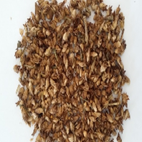 Dendrocalamus yunnanicus & Yunnanensis Seeds