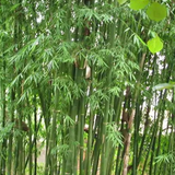 Dendrocalamus yunnanicus & Yunnanensis Seeds