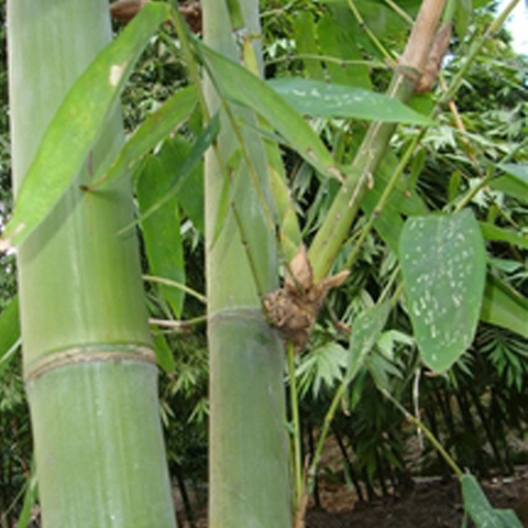 Dendrocalamus yunnanicus & Yunnanensis Seeds