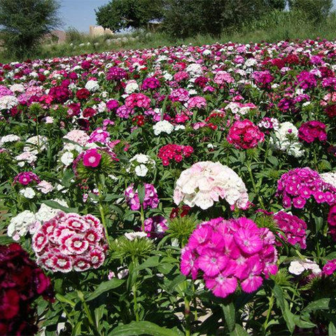 Dianthus-Chinensis-Seeds