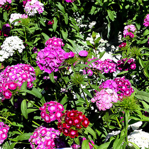 Dianthus-Barbatus-Sweet-William-Seeds