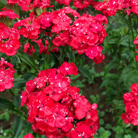 Dianthus-Barbatus-Sweet-William-Seeds