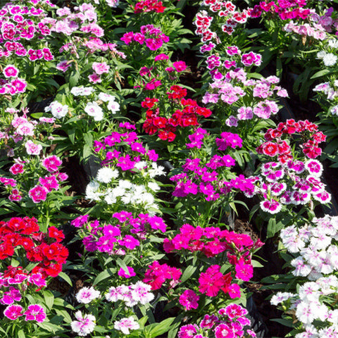 Dianthus-Chinensis-Seeds