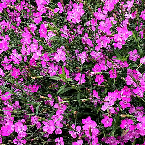 Dianthus-Deltoides-Maiden-Pink-Seeds