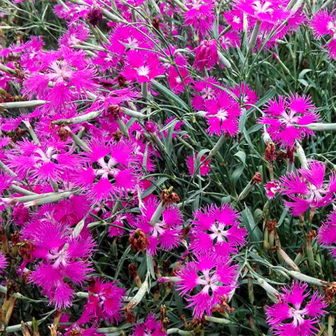 Dianthus-Plumarius-Garden-Pink-Seeds