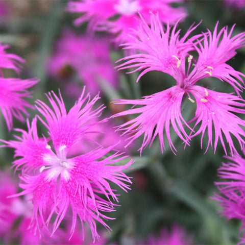 Dianthus-Plumarius-Garden-Pink-Seeds