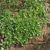 Dichondra-micrantha-Dichondra-Seeds