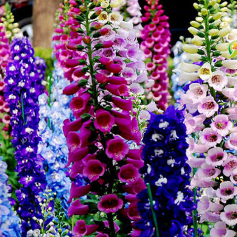 Digitalis Purpurea & Foxglove Seeds