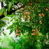 Dimocarpus-longan-longan-Seeds