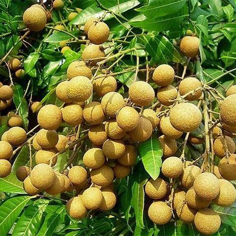 Dimocarpus-longan-longan-Seeds