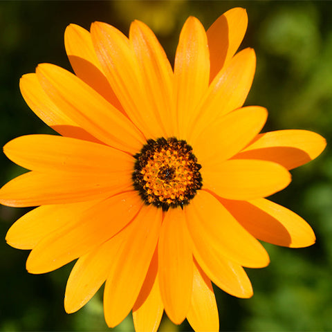 Dimorphotheca-Sinuata-Heterocarpa-Seeds