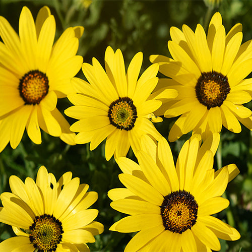 Dimorphotheca Seeds Collection Dimorphotheca Sinuata & Heterocarpa Seeds – HeYou Seeds