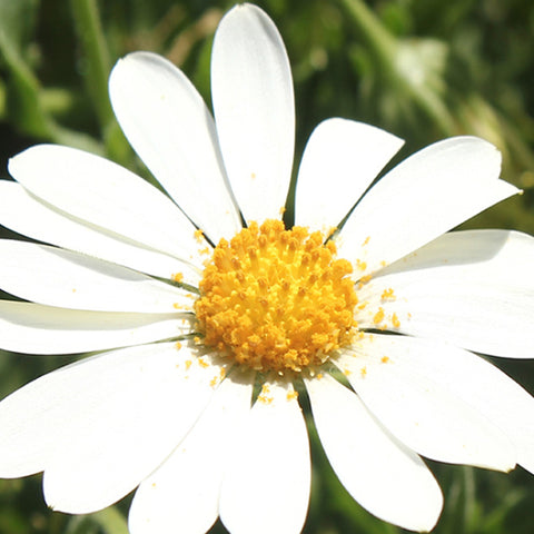Dimorphotheca Sinuata & Heterocarpa Seeds