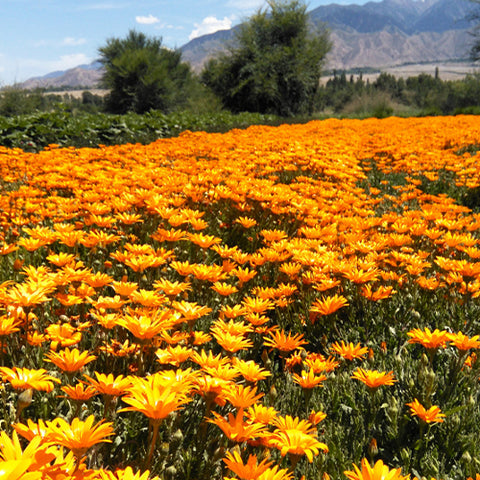 Dimorphotheca Sinuata & Heterocarpa Seeds
