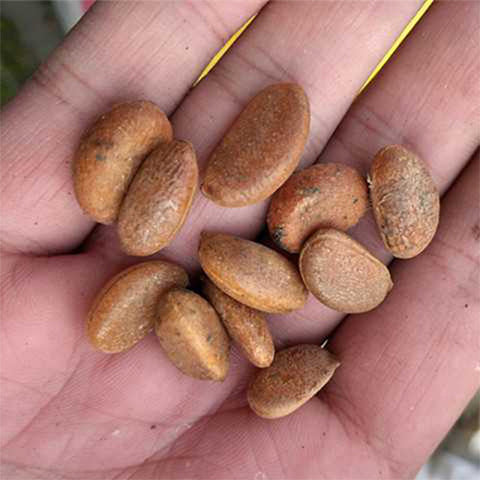 Diospyros-cathayensis-Seeds