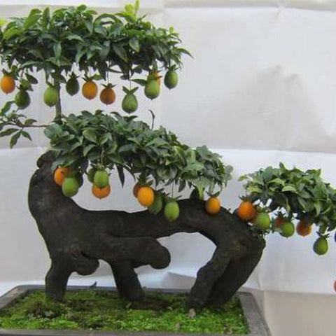 Diospyros-cathayensis-Seeds