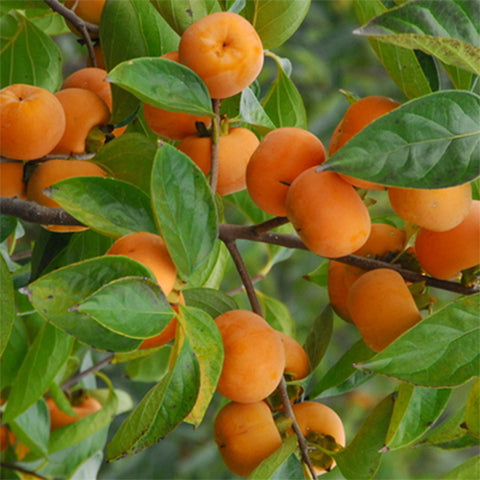 Diospyros kaki & Chinese persimmon Seeds