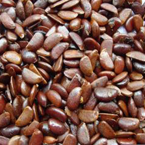 Diospyros kaki & Chinese persimmon Seeds