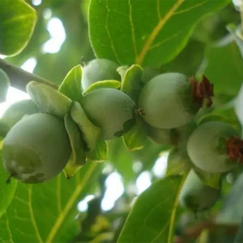 Diospyros lotus & Date plum Seeds