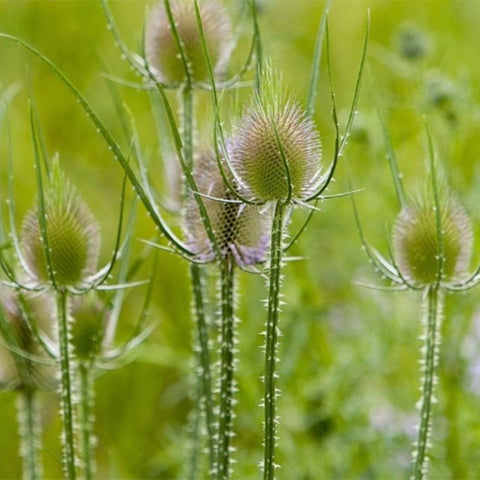 Dipsacus-Fullonum-Wild-Teasel-Seeds