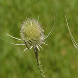Dipsacus-Fullonum-Wild-Teasel-Seeds
