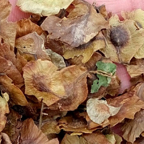 Dipteronia-sinensis-Money-Maple-Seeds