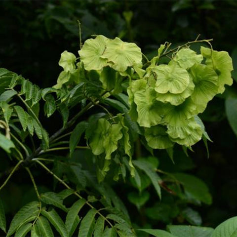 Dipteronia-sinensis-Money-Maple-Seeds
