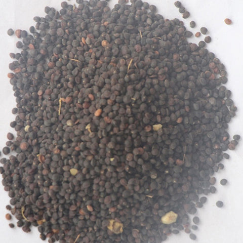 Dodonaea viscosa & Car sangzi Seeds