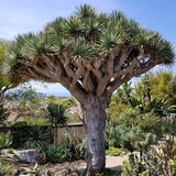 Dracaena Draco & Canary Lslands Dragon Tree Seeds