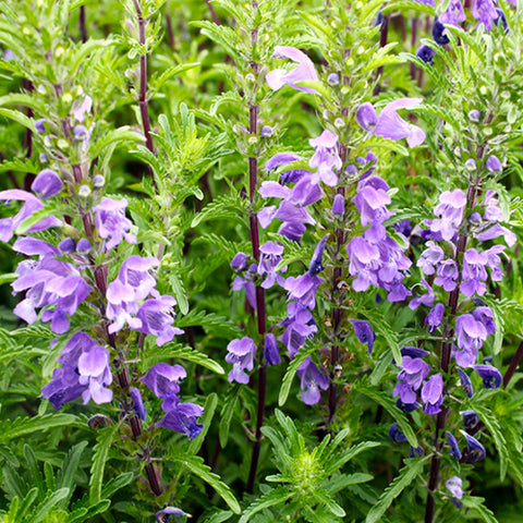 Dracocephalum Moldavica & Moldavian Dragonhead Seeds