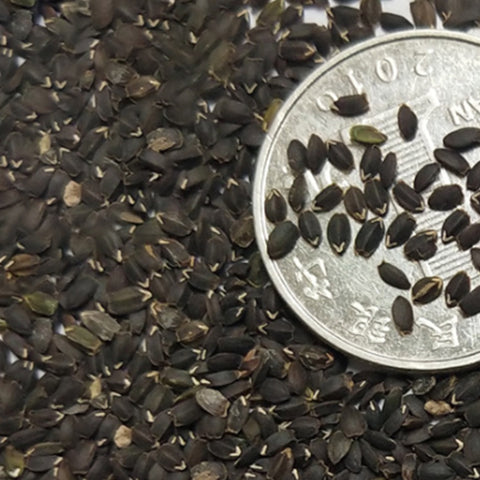 Dracocephalum Moldavica & Moldavian Dragonhead Seeds