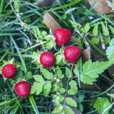 Duchesnea-Indica-Indian-Mockstrawberry-Seeds